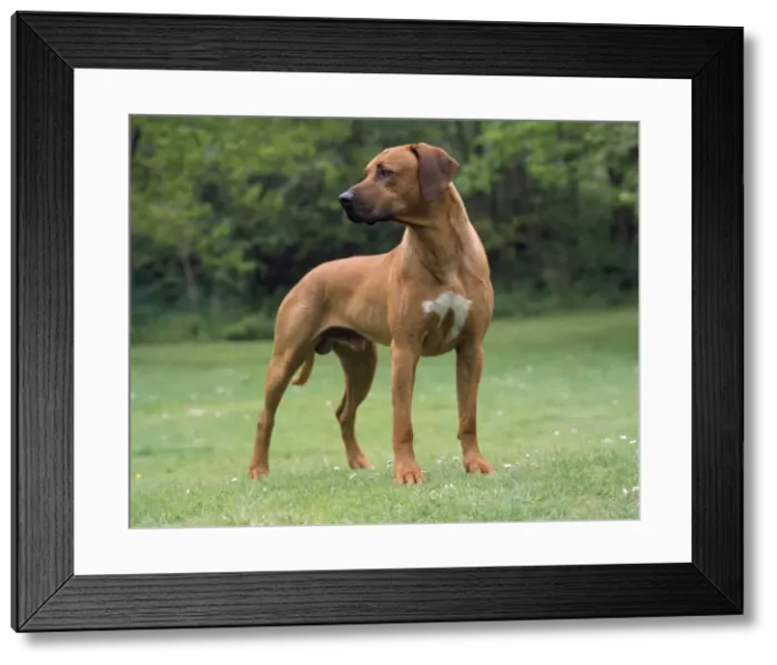 Framed Print : Rhodesian Ridgeback Framed Print : Rhodesian Ridgeback
