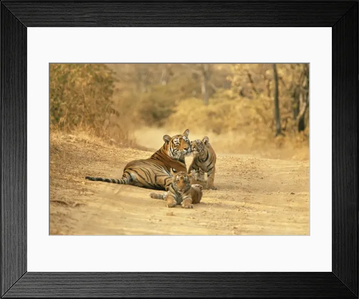 Framed Print : Bengal Tiger JR 221 Tigress with cubs on dirt road. Ranthambhor National Park, India. Panthera tigris © Jagdeep Rajput / ARDEA LONDON Framed Print : Bengal Tiger JR 221 Tigress with cubs on dirt road. Ranthambhor National Park, India. Panthera tigris © Jagdeep Rajput / ARDEA LONDON