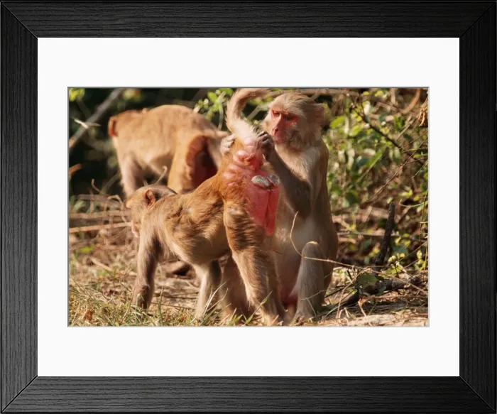 Framed Print : Rhesus Macaque Monkey - cleaning mate, Keoladeo, National Park, India Framed Print : Rhesus Macaque Monkey - cleaning mate, Keoladeo, National Park, India