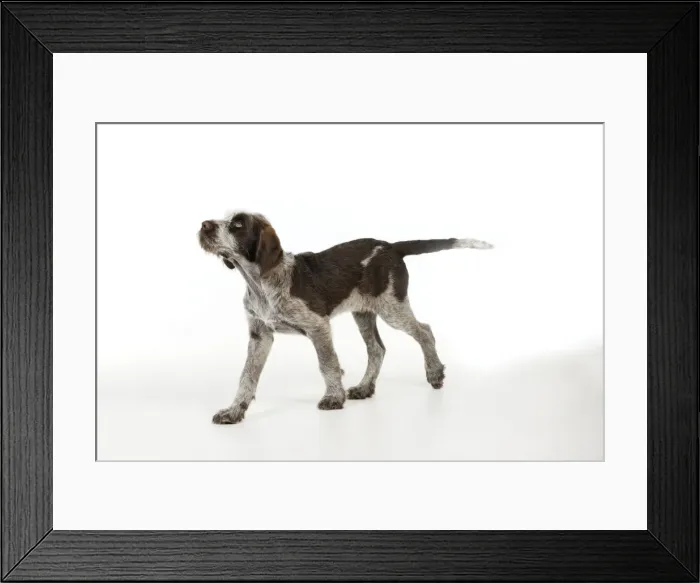 Framed Print : DOG. Spinone puppy Framed Print : DOG. Spinone puppy