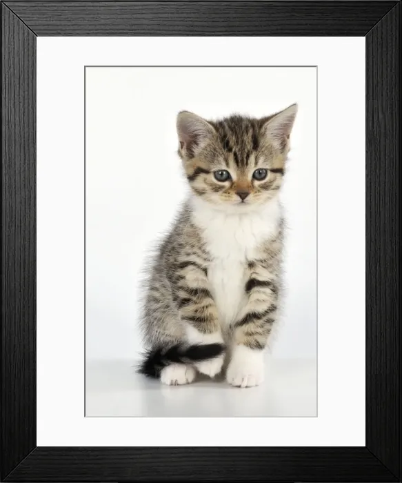 Framed Print : CAT. Kitten sitting down Framed Print : CAT. Kitten sitting down