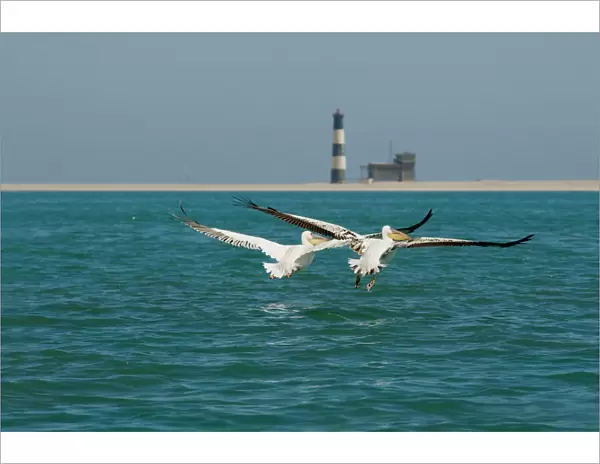 Great White Pelicans - pair in flight with the Pelican Point Light House in the background - Atlantic Ocean - Namibia - Africa
