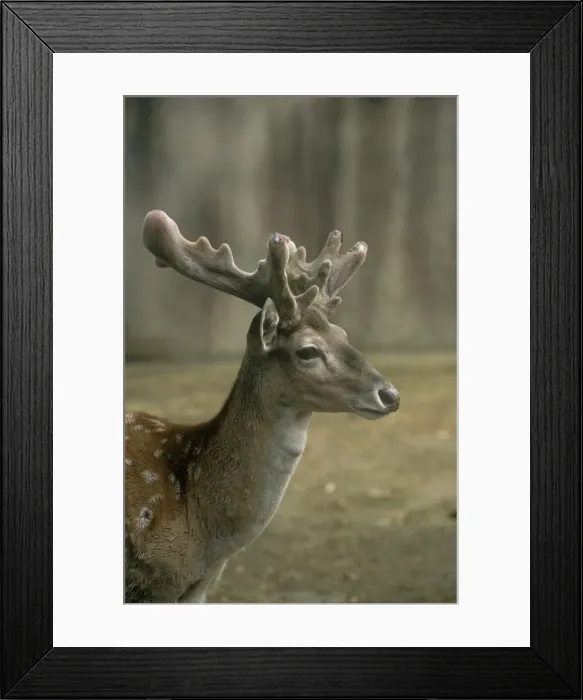 Framed Print : Persian Fallow Deer - male Framed Print : Persian Fallow Deer - male