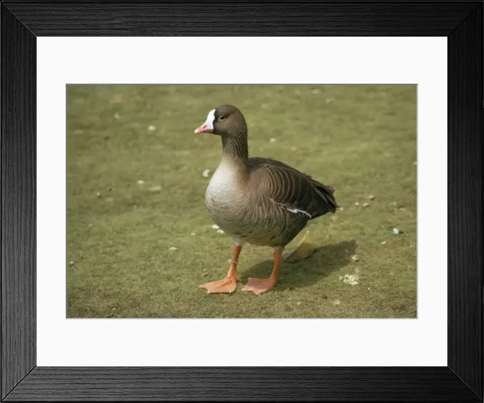 Framed Print : Lesser White-fronted Goose Framed Print : Lesser White-fronted Goose