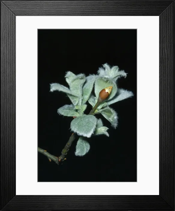 Framed Print : Wooly Willow Framed Print : Wooly Willow