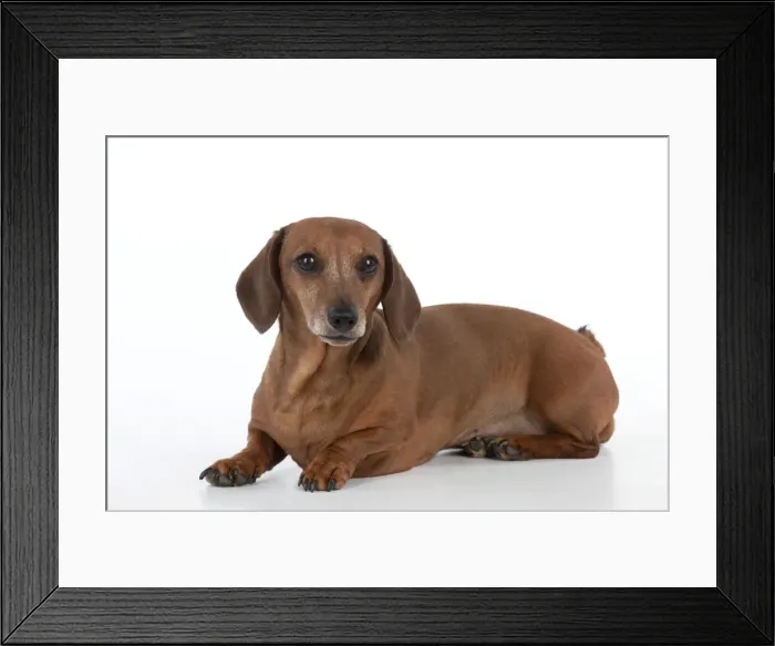 Framed Print : Dog - Miniature Short Haired Dachshund - lying down Framed Print : Dog - Miniature Short Haired Dachshund - lying down