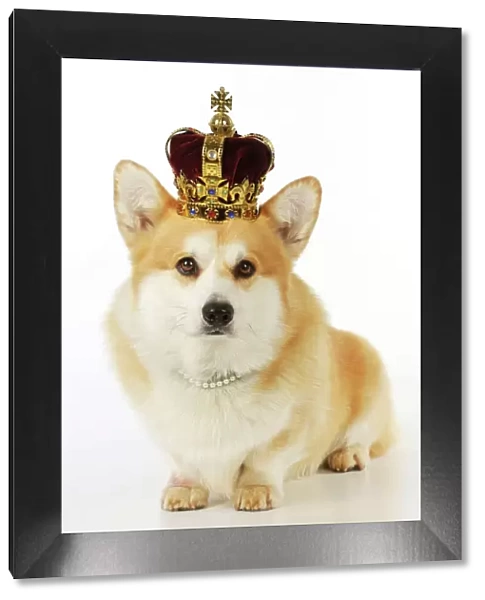 DOG. Welsh corgi wearing crown and pearls