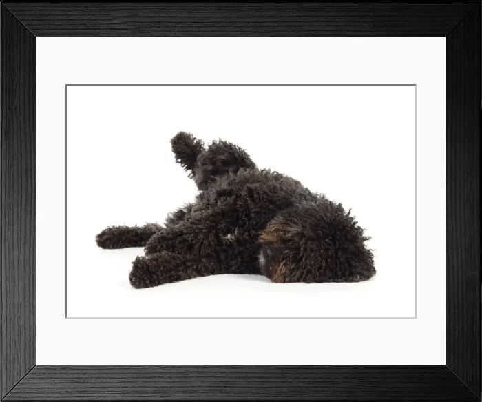 Framed Print : DOG. Spanish Water Dog Framed Print : DOG. Spanish Water Dog