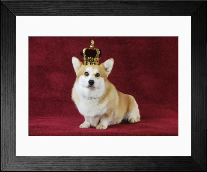 Framed Print : DOG. Welsh corgi wearing crown and pearls Framed Print : DOG. Welsh corgi wearing crown and pearls