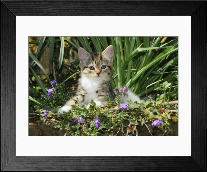 Framed Print : CAT. Kitten sitting in flowers Framed Print : CAT. Kitten sitting in flowers