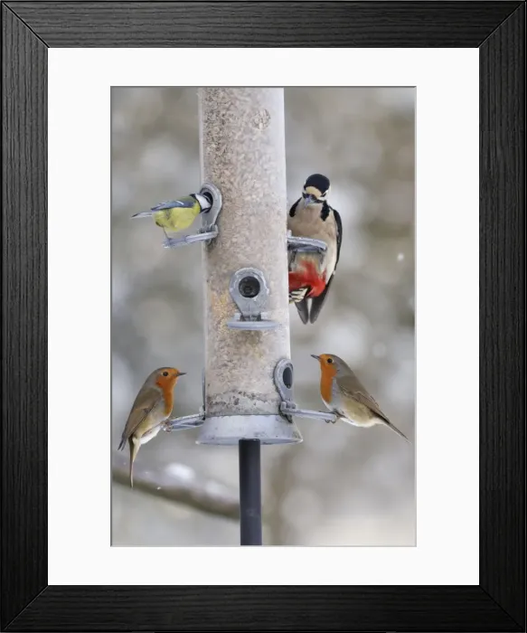 Framed Print : BIRD. Blue tit, Great spotted woodpecker and Two robins on feeder in snow Framed Print : BIRD. Blue tit, Great spotted woodpecker and Two robins on feeder in snow