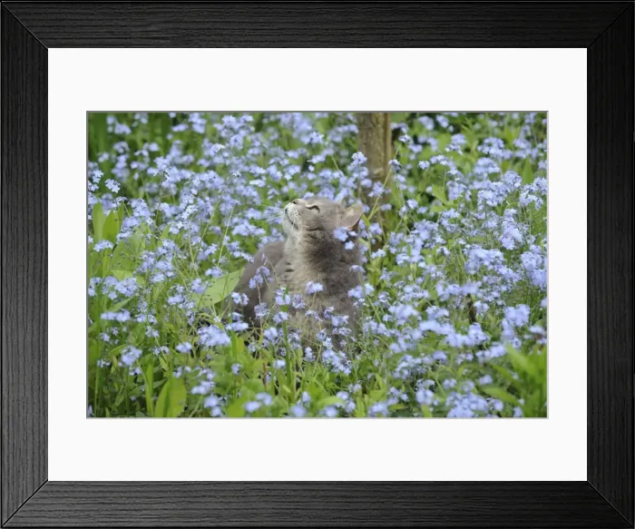 Framed Print : CAT. Cat in forget me nots Framed Print : CAT. Cat in forget me nots