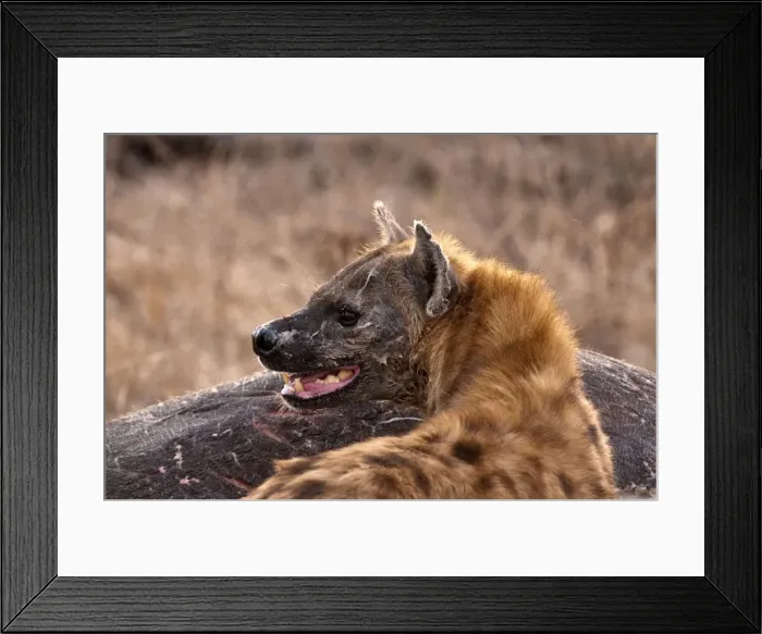 Framed Print : Spotted Hyena - standing by carcass of hippo - Sabi Sands Game Reserve - South Africa Framed Print : Spotted Hyena - standing by carcass of hippo - Sabi Sands Game Reserve - South Africa