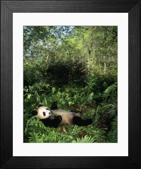 Framed Print : Giant Panda - Sichuan China Framed Print : Giant Panda - Sichuan China