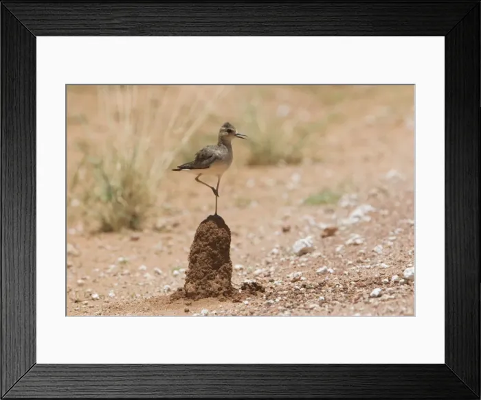 Framed Print : Oriental Plover - standing on termite mound This bird along the Gary Junction Highway 45 km east of Kiwirrkurra Aboriginal Community in Western Australia not far from the Northern Territory border Framed Print : Oriental Plover - standing on termite mound This bird along the Gary Junction Highway 45 km east of Kiwirrkurra Aboriginal Community in Western Australia not far from the Northern Territory border