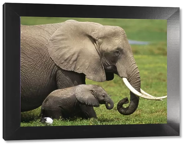 African Elephant FL 738 Mother and child - Amboseli National Park, Kenya Loxodonto africana © Ferrero-Labat  /  ARDEA LONDON