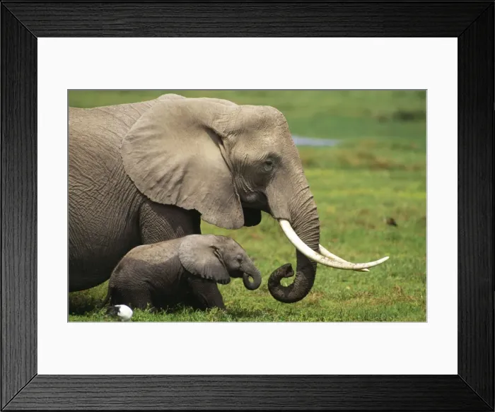 Framed Print : African Elephant FL 738 Mother and child - Amboseli National Park, Kenya Loxodonto africana © Ferrero-Labat / ARDEA LONDON Framed Print : African Elephant FL 738 Mother and child - Amboseli National Park, Kenya Loxodonto africana © Ferrero-Labat / ARDEA LONDON