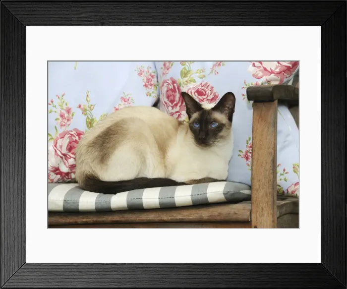 Framed Print : CAT. Chocolate point siamese cat sitting on a garden chair Framed Print : CAT. Chocolate point siamese cat sitting on a garden chair
