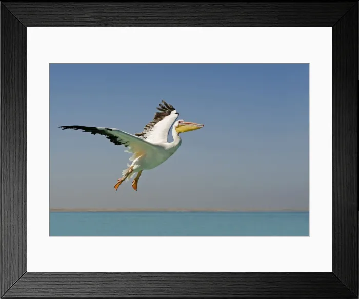 Framed Print : Great White Pelican - in flight over the ocean - Atlantic Ocean - Namibia - Africa Framed Print : Great White Pelican - in flight over the ocean - Atlantic Ocean - Namibia - Africa
