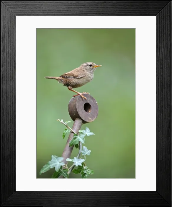 Framed Print : Wren. JD-22559. Wren. Troglodytes troglodytes Framed Print : Wren. JD-22559. Wren. Troglodytes troglodytes