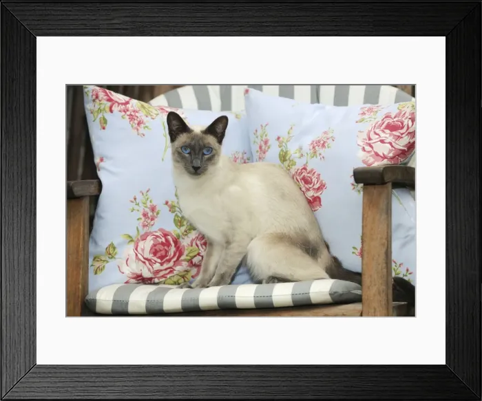 Framed Print : CAT. Blue point siamese cat sitting on a garden chair Framed Print : CAT. Blue point siamese cat sitting on a garden chair