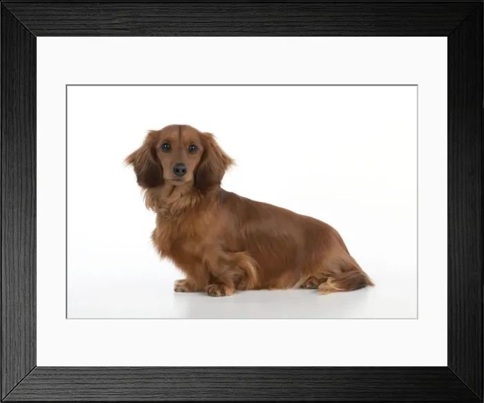 Framed Print : Dog - Miniature Long Haired Dachshund - sitting down Framed Print : Dog - Miniature Long Haired Dachshund - sitting down