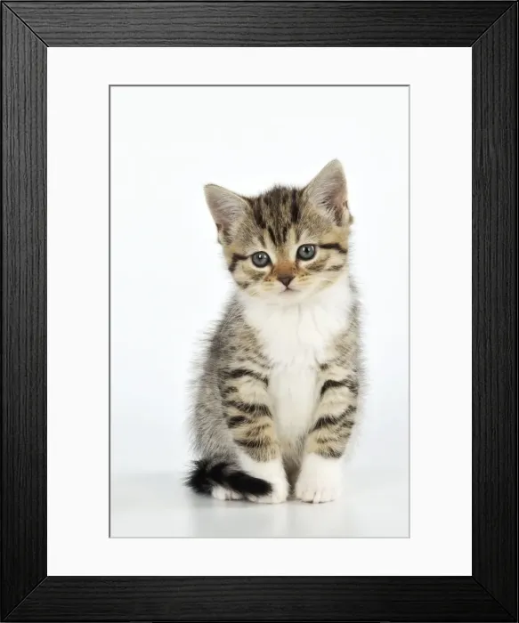 Framed Print : CAT. Kitten sitting down Framed Print : CAT. Kitten sitting down