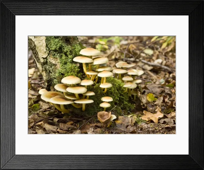 Framed Print : Sulphur Tuft - growing on dead stump - Lincolnshire - UK Framed Print : Sulphur Tuft - growing on dead stump - Lincolnshire - UK