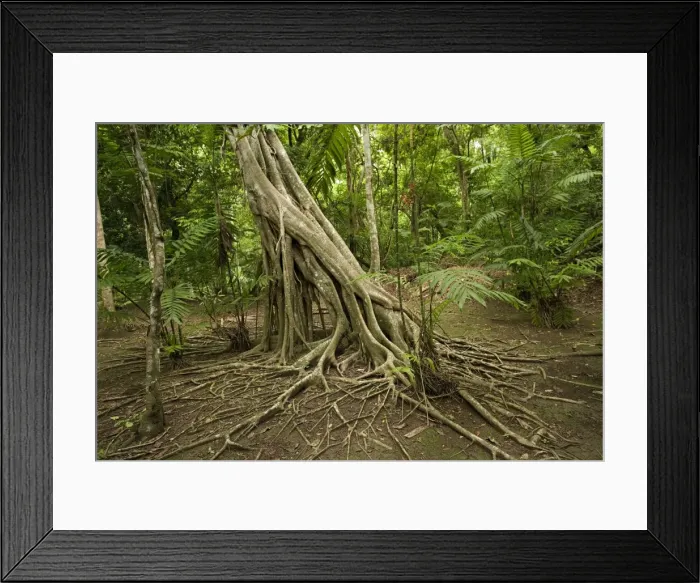 Framed Print : Tikal Rainforest Guatemala Framed Print : Tikal Rainforest Guatemala