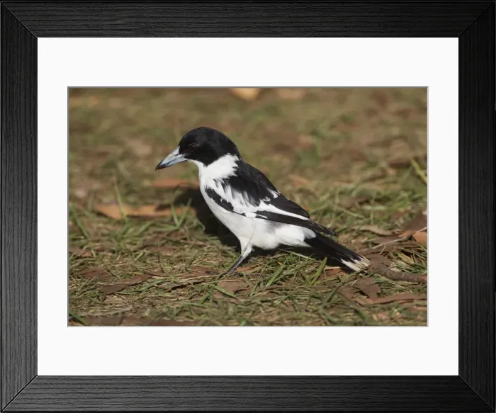 Framed Print : Black-backed Butcherbird At Bramwell Junction Station, Cape York, Australia Framed Print : Black-backed Butcherbird At Bramwell Junction Station, Cape York, Australia