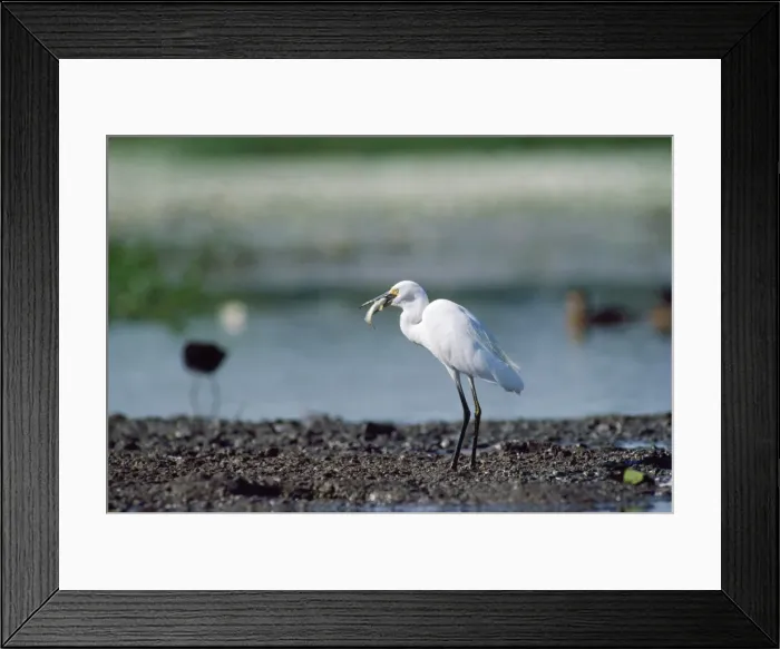 Framed Print : Little Egret - with food in beak Framed Print : Little Egret - with food in beak