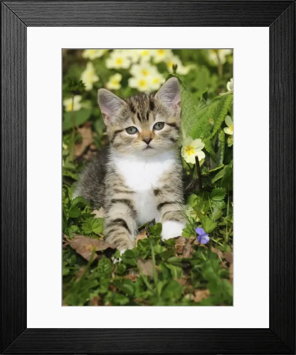 Framed Print : CAT. Kitten sitting in flowers Framed Print : CAT. Kitten sitting in flowers
