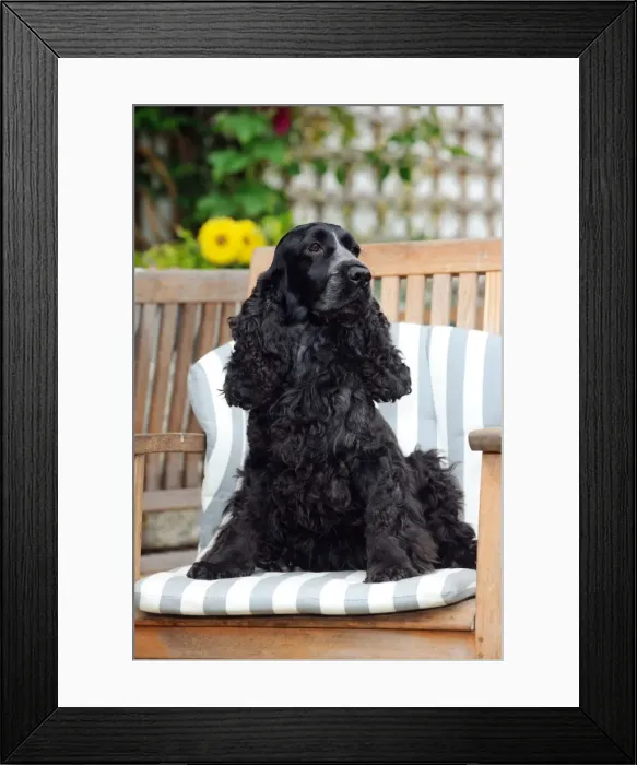 Framed Print : DOG. Cocker spaniel sitting in a garden chair Framed Print : DOG. Cocker spaniel sitting in a garden chair