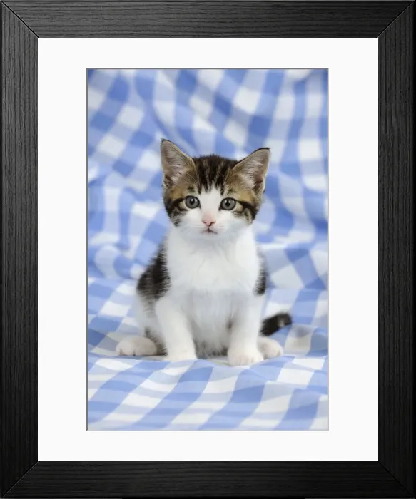 Framed Print : CAT. Kitten sitting Framed Print : CAT. Kitten sitting