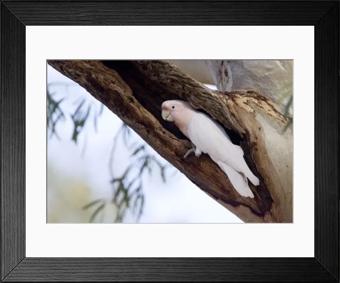 Framed Print : Major Mitchell's Cockatoo At its nest site at the Palm Valley camping ground, Northern Territory, Australia Framed Print : Major Mitchell's Cockatoo At its nest site at the Palm Valley camping ground, Northern Territory, Australia