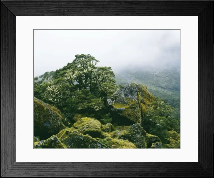 Framed Print : New Zealand JPF 7943 Fiordland National Park, South Island, New Zealand. © Jean-Paul Ferrero / ARDEA LONDON Framed Print : New Zealand JPF 7943 Fiordland National Park, South Island, New Zealand. © Jean-Paul Ferrero / ARDEA LONDON