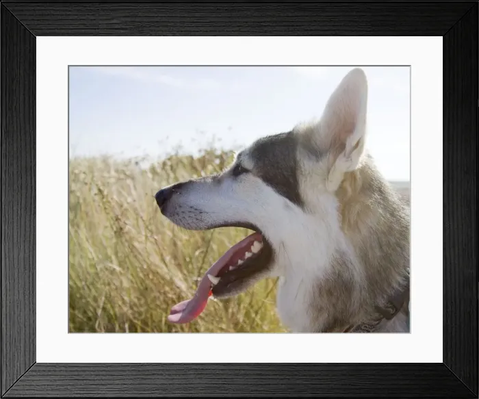 Framed Print : Alaskan Malumute (cross) dog Framed Print : Alaskan Malumute (cross) dog