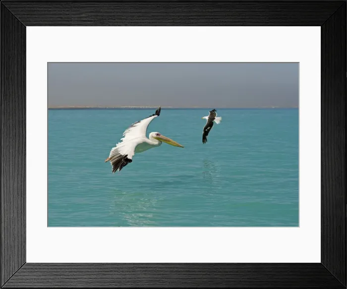 Framed Print : Great White Pelican - in flight over the ocean - whilst being cricled by a kelp gull - Atlantic Ocean - Namibia - Africa Framed Print : Great White Pelican - in flight over the ocean - whilst being cricled by a kelp gull - Atlantic Ocean - Namibia - Africa