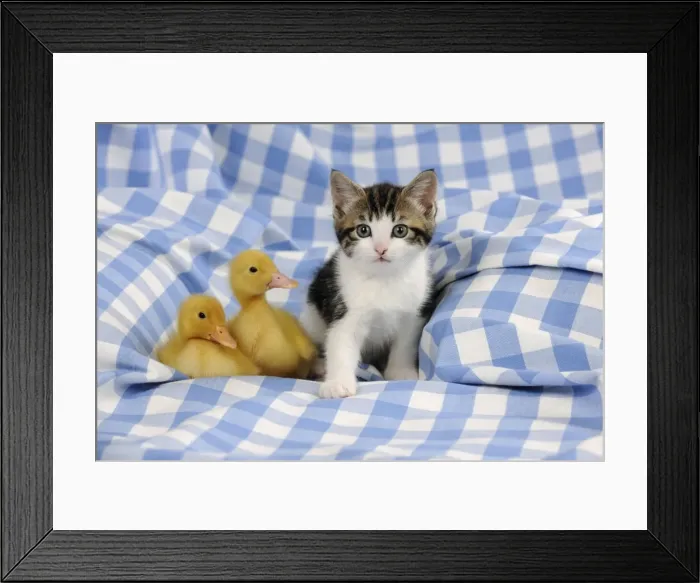 Framed Print : CAT & DUCK. Kitten sitting next to two ducklings sitting Framed Print : CAT & DUCK. Kitten sitting next to two ducklings sitting