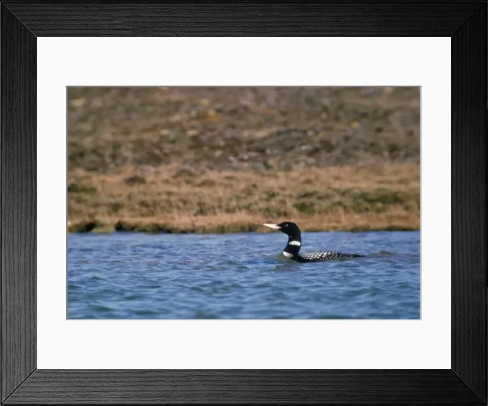 Framed Print : White-billed Diver / Yellow-billed Loon Framed Print : White-billed Diver / Yellow-billed Loon