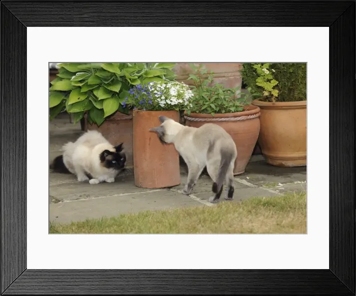 Framed Print : CAT. Blue point siamese cat looking at an oriental cat Framed Print : CAT. Blue point siamese cat looking at an oriental cat