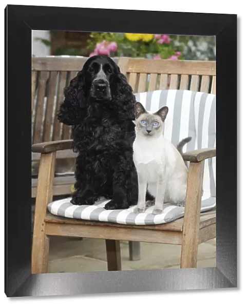 CAT & DOG. Blue point siamese cat sitting next to a cocker spaniel sitting in a garden chair