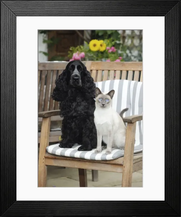 Framed Print : CAT & DOG. Blue point siamese cat sitting next to a cocker spaniel sitting in a garden chair