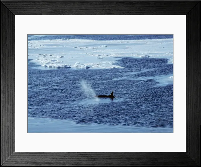 Framed Print : Killer Whale JPF 7674 Antartica Orcinus orca © Jean-Paul Ferrero / ARDEA LONDON Framed Print : Killer Whale JPF 7674 Antartica Orcinus orca © Jean-Paul Ferrero / ARDEA LONDON
