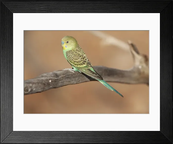 Framed Print : Budgerigar A juvenile bird approaching a waterhole in Donkey Creek, near Canteen Creek Aboriginal Community, Northern Territory, Australia Framed Print : Budgerigar A juvenile bird approaching a waterhole in Donkey Creek, near Canteen Creek Aboriginal Community, Northern Territory, Australia