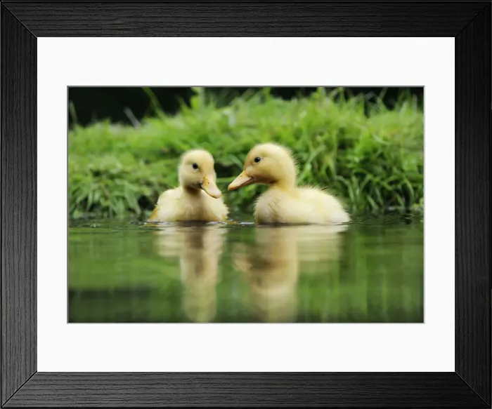 Framed Print : DUCK. Ducklings swimming together in a pond Framed Print : DUCK. Ducklings swimming together in a pond