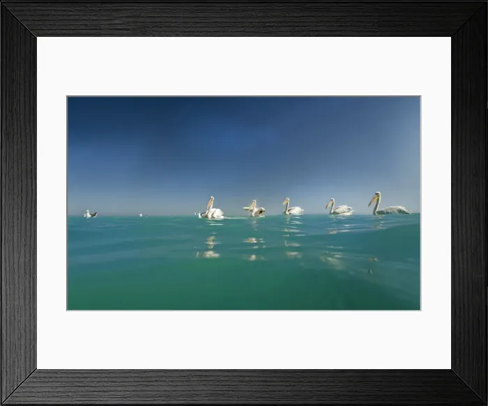 Framed Print : Great White Pelicans - seen from the water level - Atlantic Ocean - Namibia - Africa Framed Print : Great White Pelicans - seen from the water level - Atlantic Ocean - Namibia - Africa