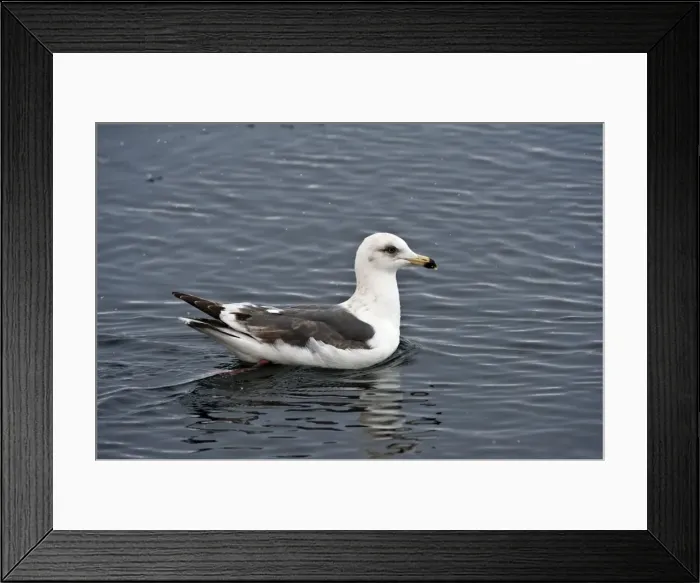 Framed Print : Slaty-backed Gull - on sea - Hokkaido Island - Japan Framed Print : Slaty-backed Gull - on sea - Hokkaido Island - Japan