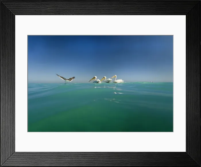 Framed Print : Great White Pelicans - seen from water level with a gull in flight - Atlantic Ocean - Namibia - Africa