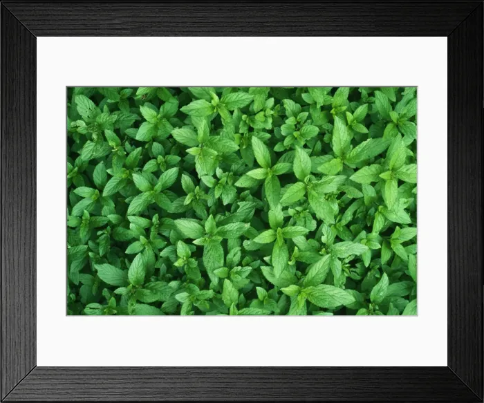 Framed Print : Mint JPF 7964 Culinary Herb Mentha piperira © Jean-Paul Ferrero / ARDEA LONDON Framed Print : Mint JPF 7964 Culinary Herb Mentha piperira © Jean-Paul Ferrero / ARDEA LONDON